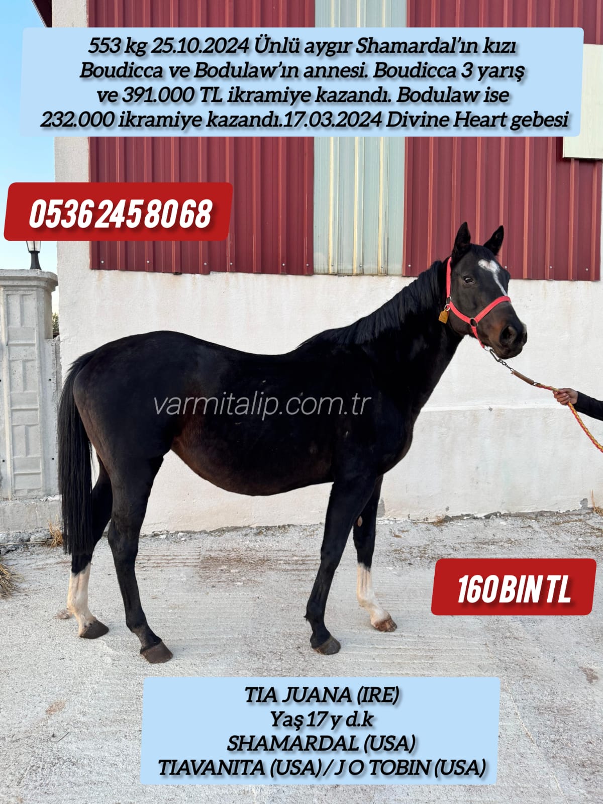 17 Mart Divine Heart Gebesi Shamardal kızı damızlık Tia Juana 160 bin tl.